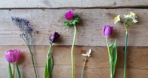 Selection of Spring Flowers