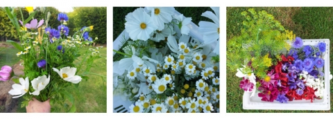 cutting_flowers_lewes