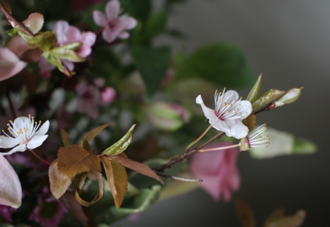 flower_blosson_wild_rubus