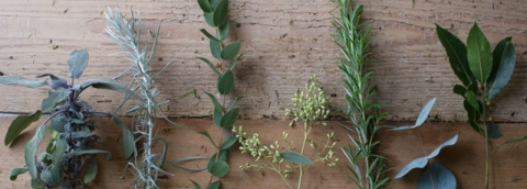 herbs_wild_rubus_florist