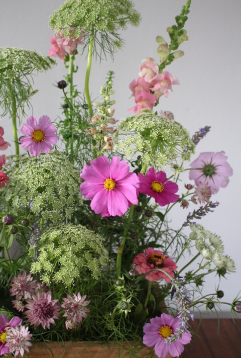 meadow_flowers_wild_rubus