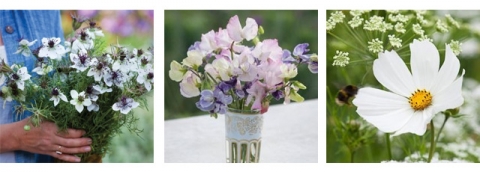 white-wedding-flowers-seeds