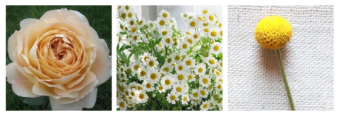 yellow_flowers_blog_edited-1